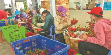 滇台连线 深化市场调研，共拓合作新局